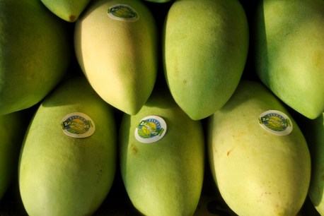 zambales mangoes2