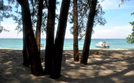 6 - agoho trees along sampaloc beach