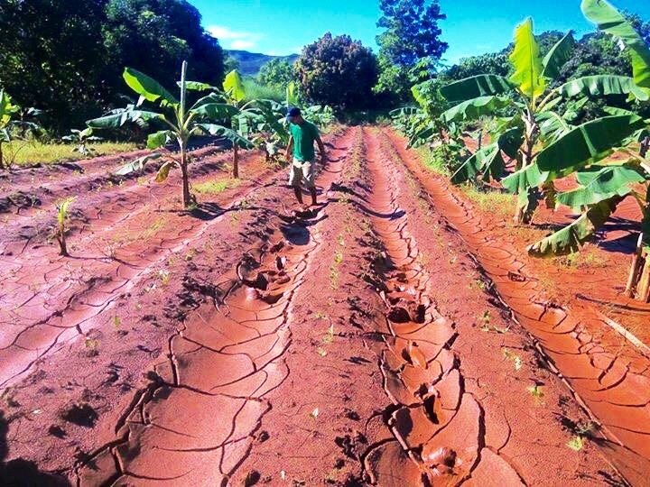 nickel farm