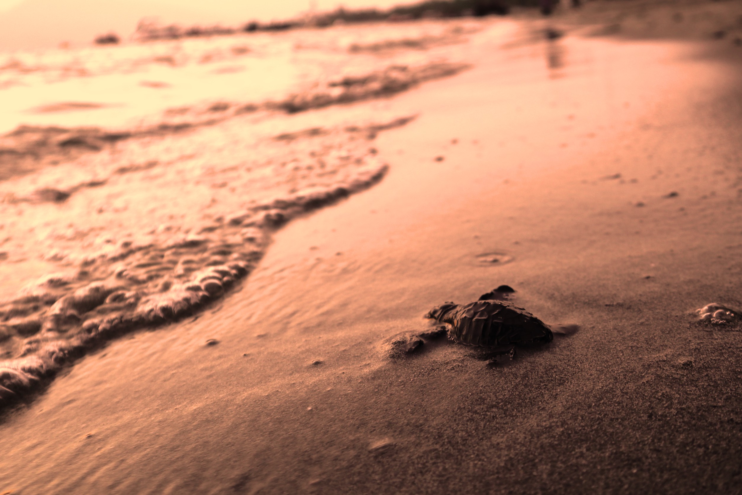 subic pawikan release4