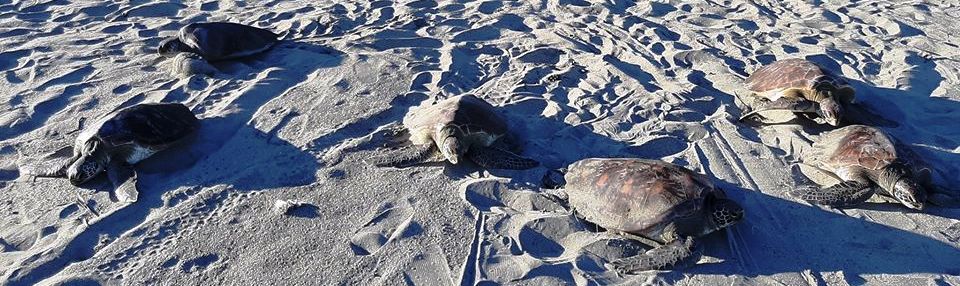 DENR releases endangered green sea turtles into the&nbsp;sea