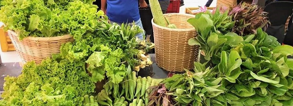 SM Foundation opens opportunities for KSK&nbsp;farmers