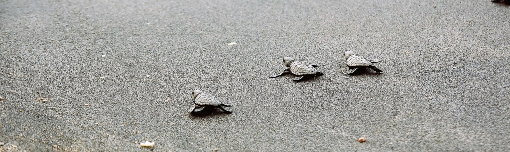 Groups partner for marine resources conservation in Subic&nbsp;Bay
