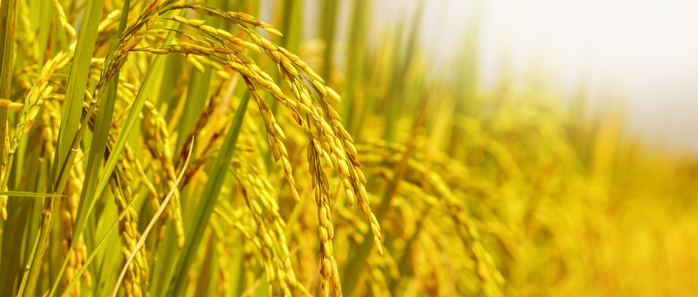 Zambales farmers get easy access to rice info,&nbsp;tech