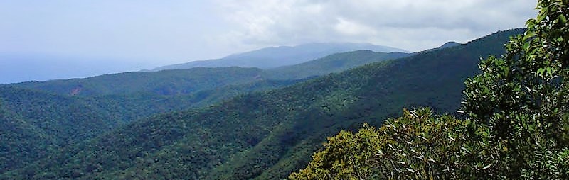 PBBM cites importance of protecting, promoting PH forest&nbsp;cover