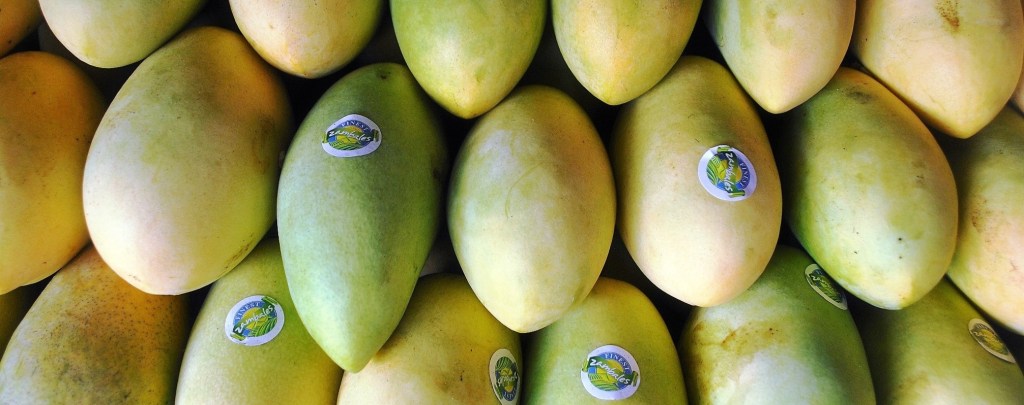Zambales prepares for biggest Mango Festival&nbsp;yet