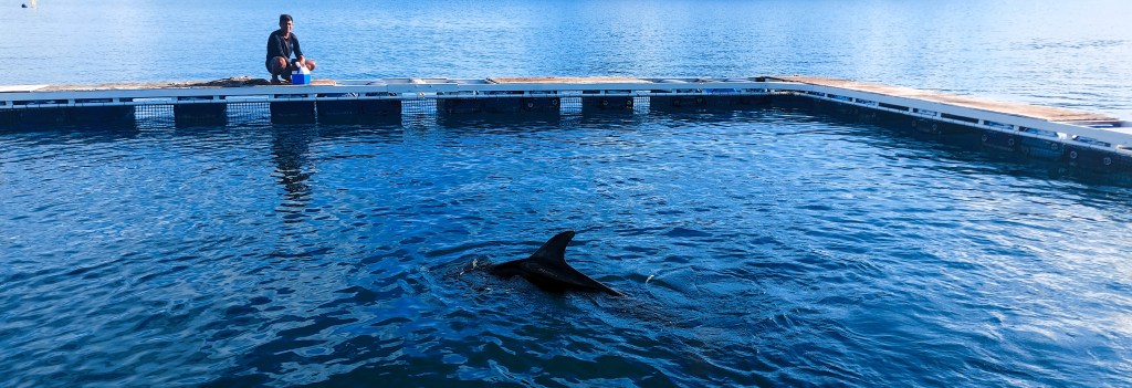 Stranded dolphin now recovering in Subic&nbsp;Bay