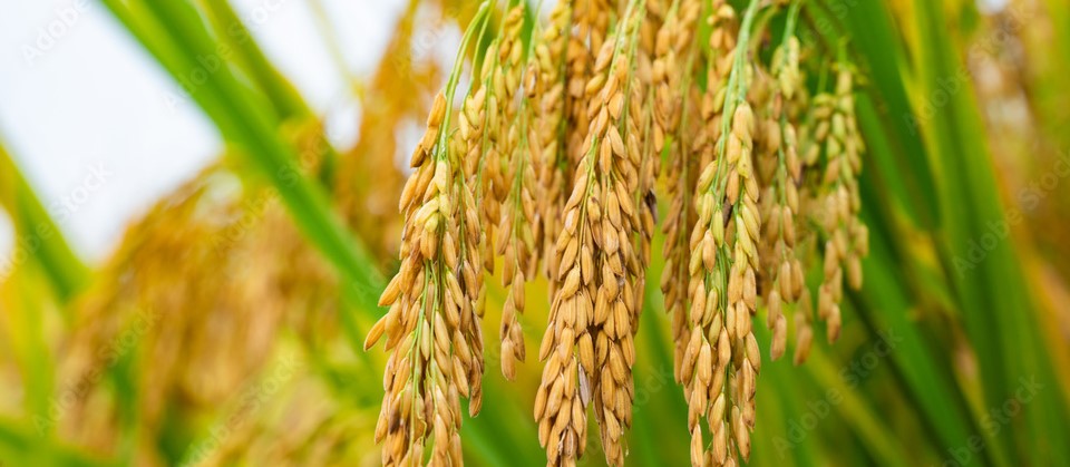 C. Luzon remains PH’s top palay producer in&nbsp;Q1
