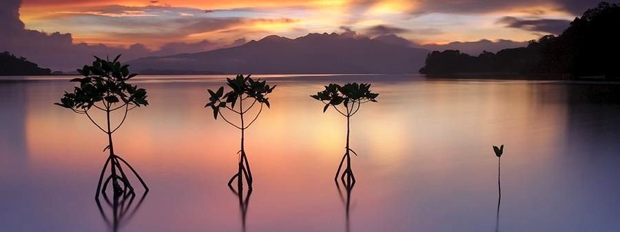 Rotary Club of Downtown Olongapo replants Subic Freeport&nbsp;mangrove