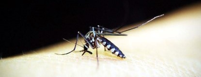 Dengue kills 21 in Pangasinan in 2023; cases up by&nbsp;12%