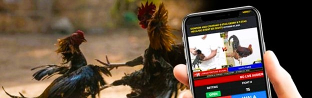Cayetano pushes passage of Anti-Online Gambling Act amidst resurgence of&nbsp;e-sabong