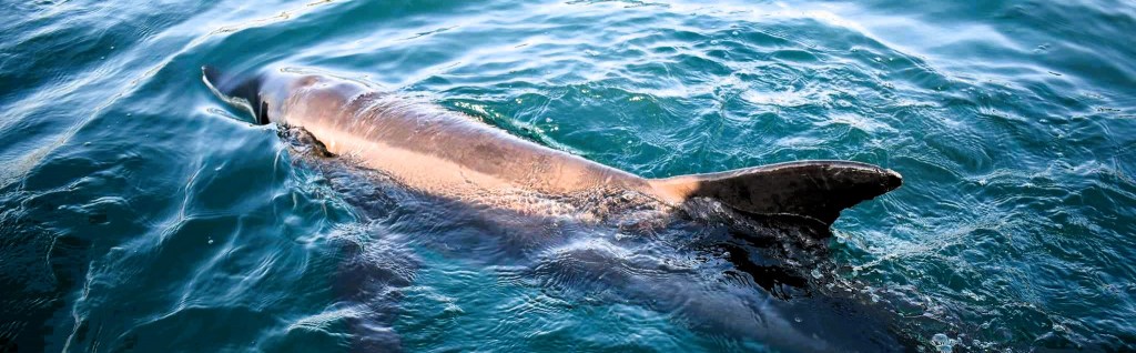 Stranded dolphin recovering in Subic Bay marine&nbsp;park