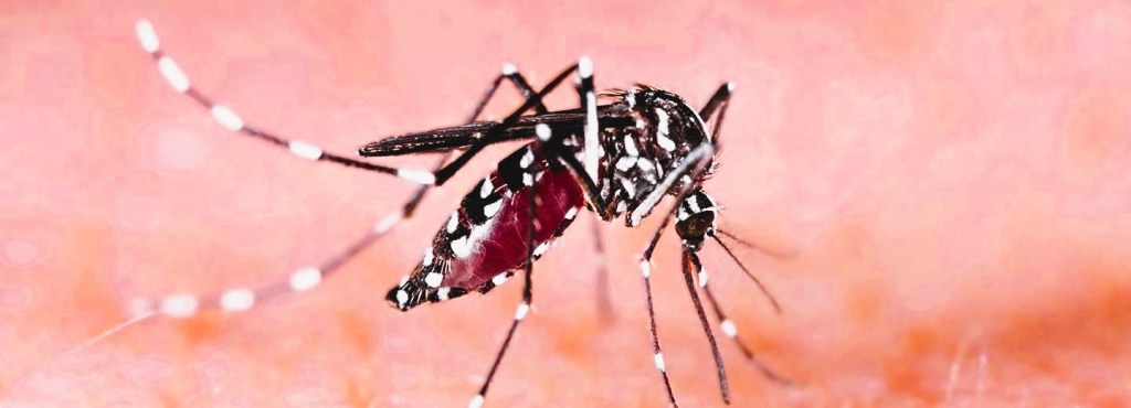 Dengue cases hike by 30% in June amid rainy&nbsp;season