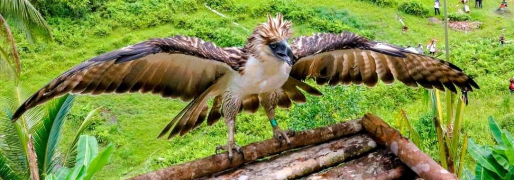 Newly released Philippine Eagle found dead in Cebu&nbsp;waters