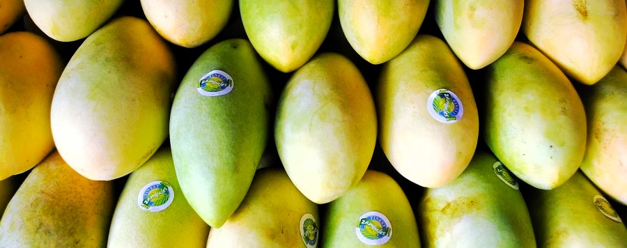 Zambales launches P50-M ‘Mango Valley’&nbsp;project