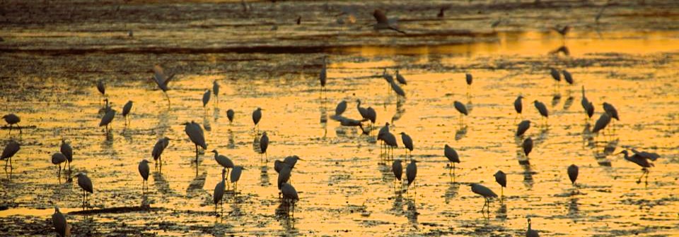 Balanga becomes first PH city to receive international wetland&nbsp;accreditation