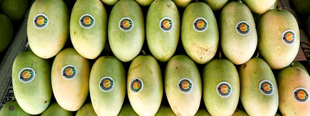 Zambales gov’t boosts ‘dinamulag’ mango&nbsp;industry