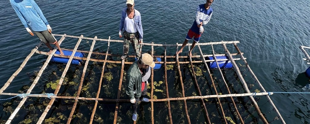 BFAR leads first mussel harvest of program beneficiary in&nbsp;Zambales