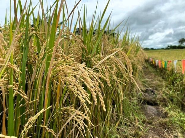 Hopperburn Rice PhilRice warns CL, Bicol rice growers of increased rainy season pest ...