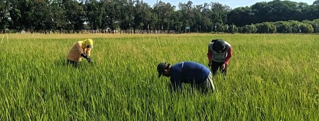 PhilRice warns CL, Bicol rice growers of increased rainy season pest&nbsp;threats