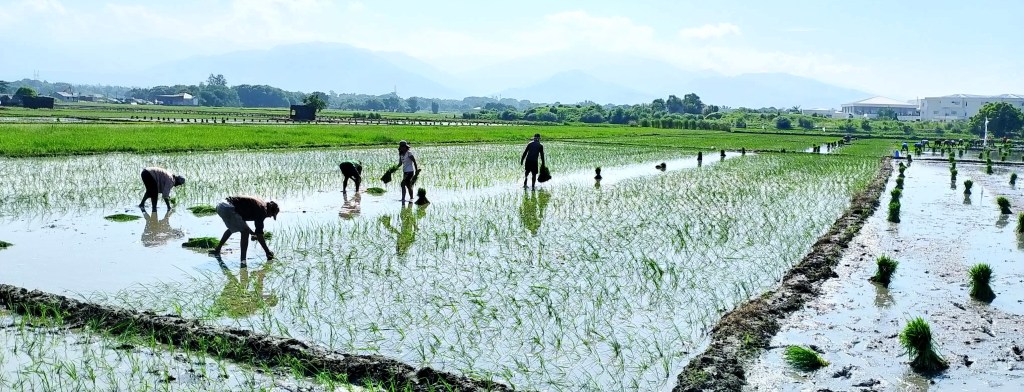 Back to Basics: Homegrown palay program draws growers back to chemical-free&nbsp;farming