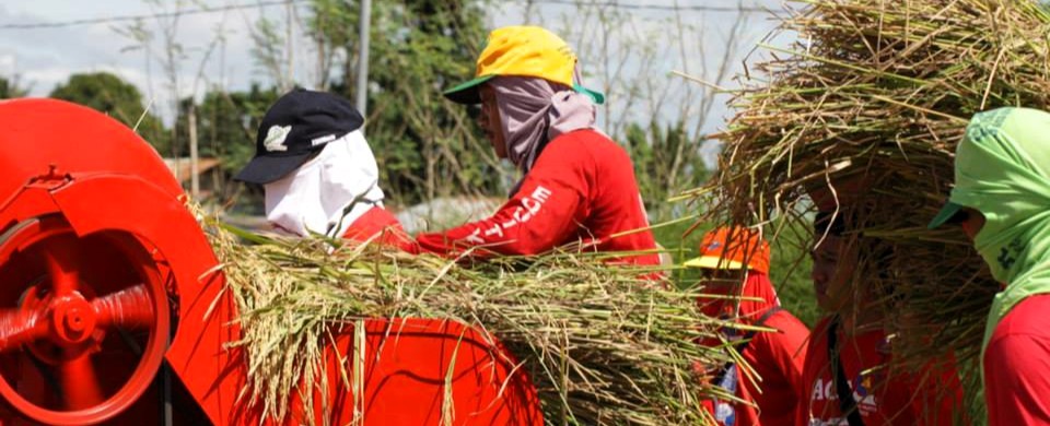 Faster, cheaper: PHilMech cites advantages of mechanical rice&nbsp;threshers