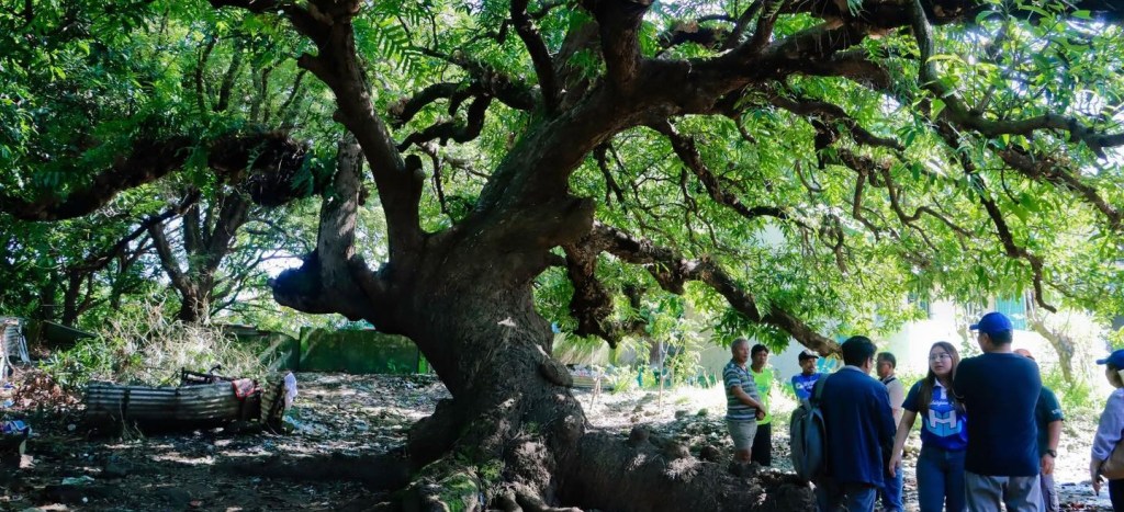 Masinloc mango farms eyed for Zambales Mango Green Valley&nbsp;Project