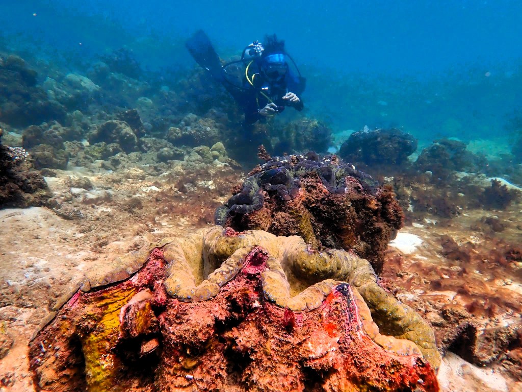 LGUs intensify marine protection drive in ‘Month of the&nbsp;Ocean’