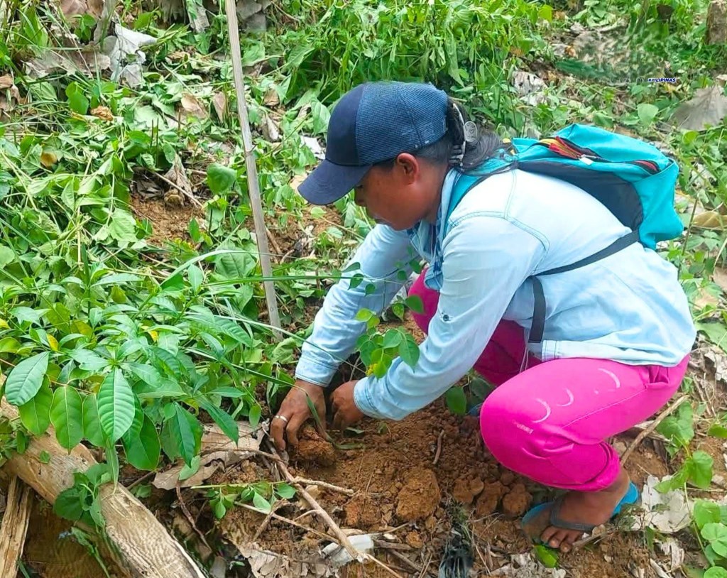 DENR strengthens reforestation drive in Tarlac, Pampanga,&nbsp;Bataan