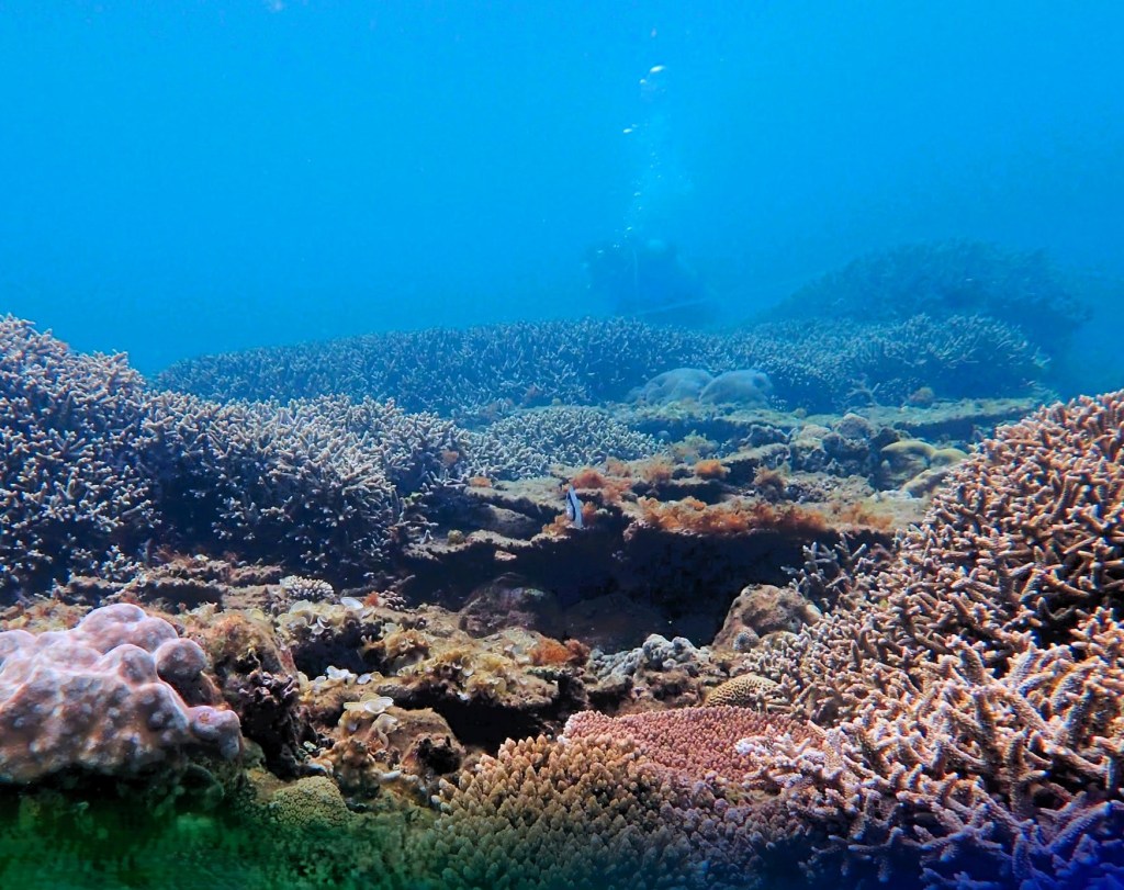 Zambales adds two marine protected areas to boost biodiversity&nbsp;program