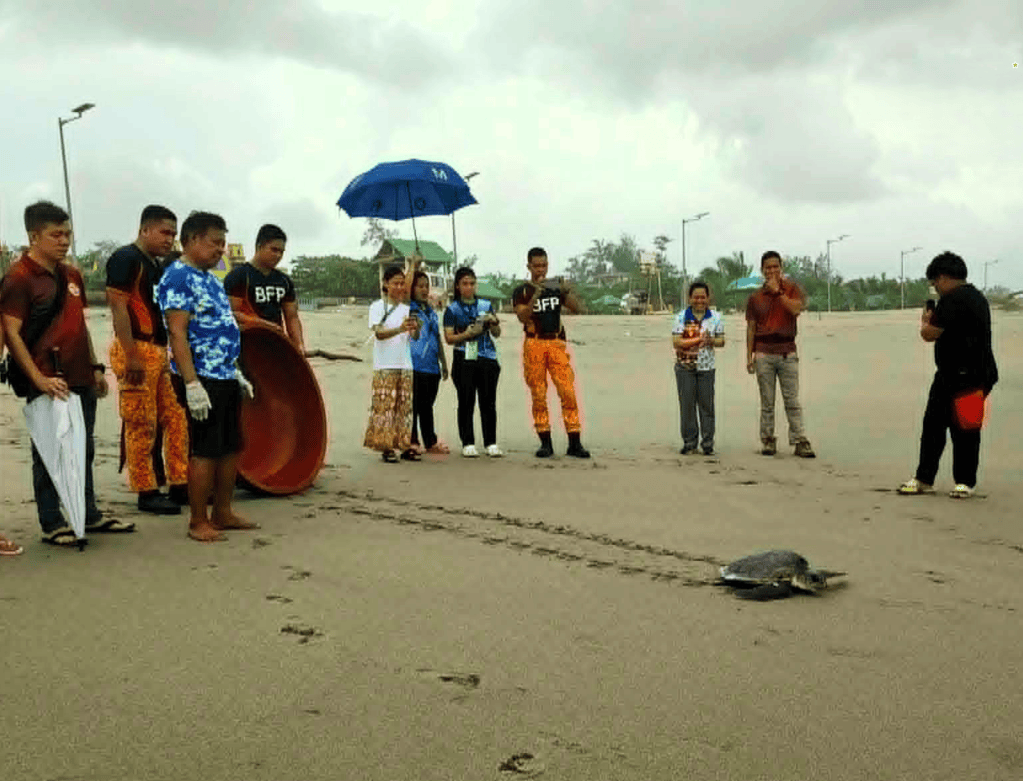 Storm-stranded marine turtles freed in&nbsp;Zambales