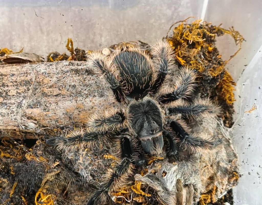 DENR clamps down on illegal exotic wildlife&nbsp;trade