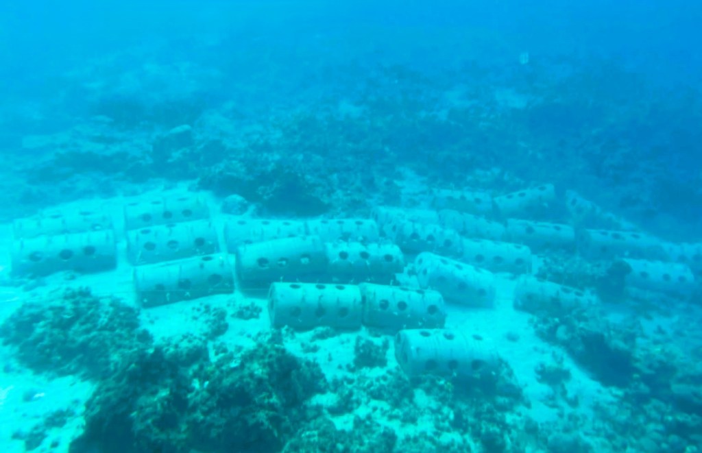 Marine restoration effort in Mogpog town supports coral habitats