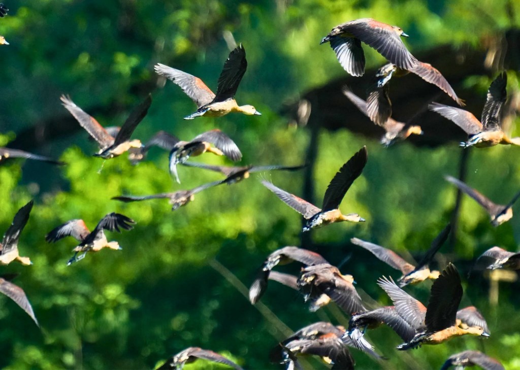 LOOK: Over 3,900 birds recorded in Tarlac sanctuary on World Migratory Bird&nbsp;Day