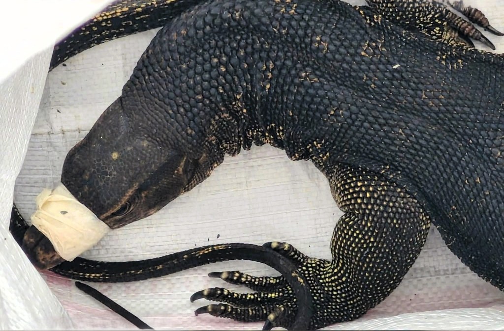 ‘Bayawak’ turned over to DENR in Subic; 170 turtle hatchlings released in Aurora