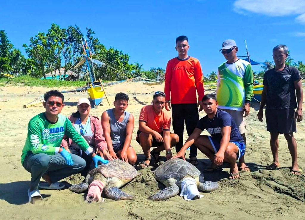 Trapped green sea turtles rescued, released in&nbsp;Aurora